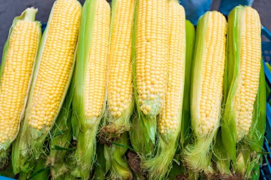 Ham Mısır pazarında