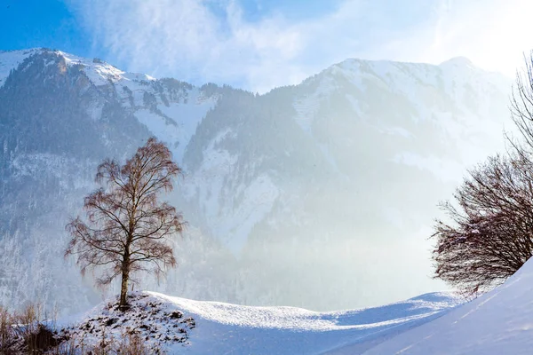 Paisaje Invernal Bosque — Foto de Stock