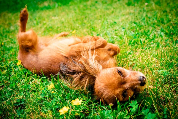 Cane Sorridente Sdraiato Sull Erba Verde — Foto Stock