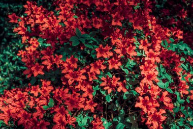 Kırmızı çiçekli güzel arka plan