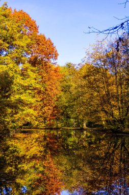 Sonbahar güzel orman. Sonbahar manzara