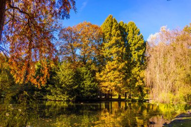 Ormanın içinde renkli sonbahar renkleri