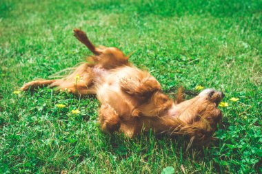 otların arasında yalan olarak mutlu köpek yavrusu