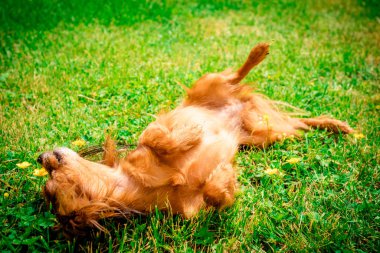 otların arasında yalan olarak mutlu köpek yavrusu