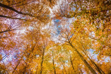 Güzel turuncu ve kızıl sonbahar ormanı