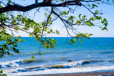 ağaç sahilde. deniz manzarası görünümü