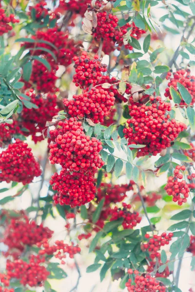 Rowan Arbre Avec Baie Contre Ciel Bleu Beau Fond Floral — Photo