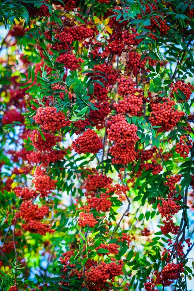 Rowan Árbol Con Bayas Contra Cielo Azul Hermoso Fondo Floral —  Fotos de Stock