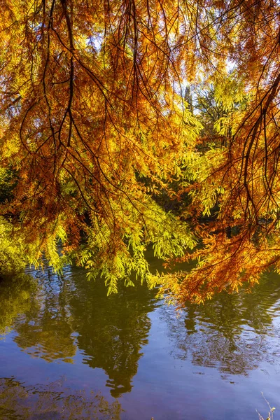 Autunno Bella Foresta Paesaggio Autunno — Foto Stock