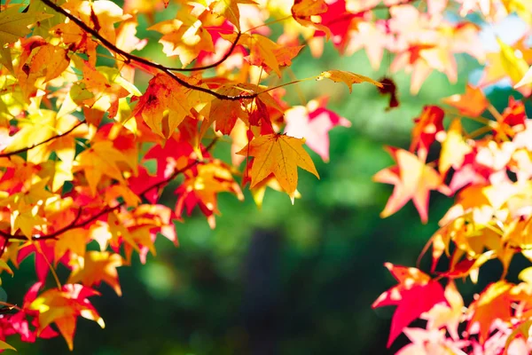 Pora Pięknych Jesiennych Liści — Zdjęcie stockowe