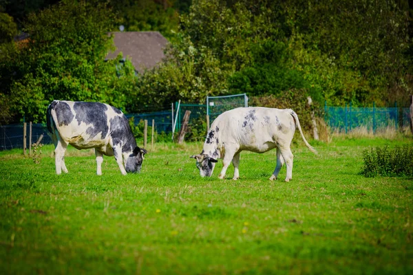 Koeien Een Grasachtig Veld — Stockfoto