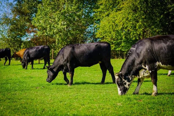 Grupo Vacas Panorama Pastizales — Foto de Stock