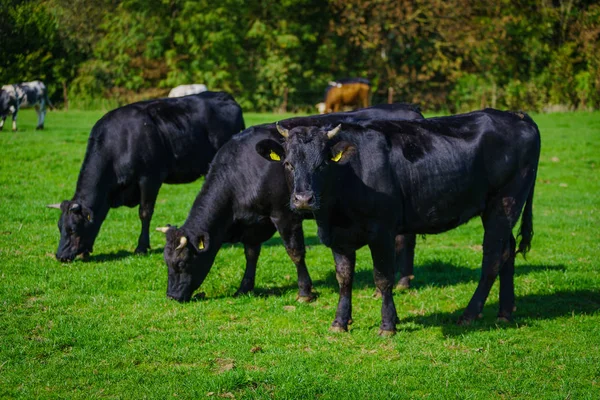 绿地上的奶牛 — 图库照片