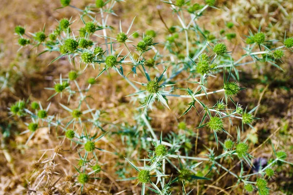 Plante Piquante Sèche Comme Fond — Photo