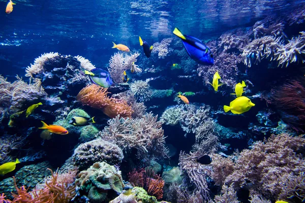 Kleurrijk Koraalrif Met Vissen Steen — Stockfoto