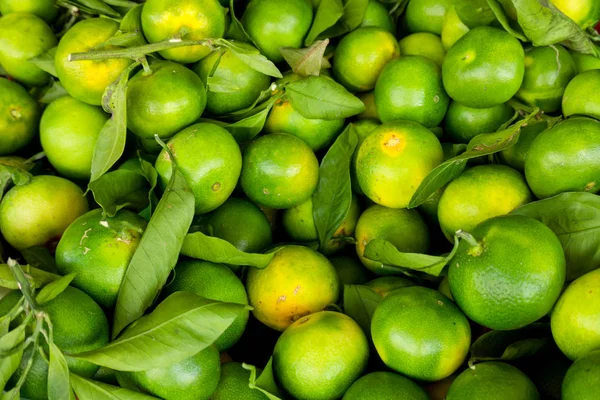 Mandarins Verdes Laranjas Verdes Não Maduras — Fotografia de Stock