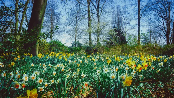 Narcisos Florescentes Primavera Fundo Floral Natural — Fotografia de Stock