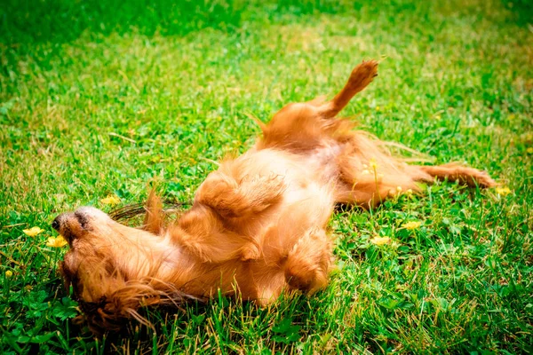 Gelukkig Hondje Zoals Liggend Het Gras — Stockfoto