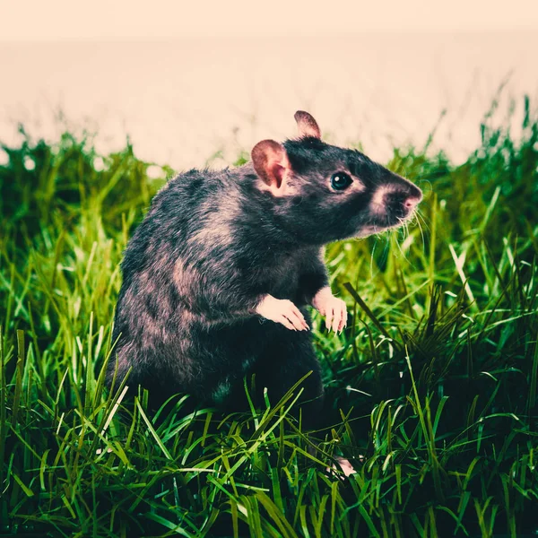 Szczur Patrząc Pokrywy — Zdjęcie stockowe