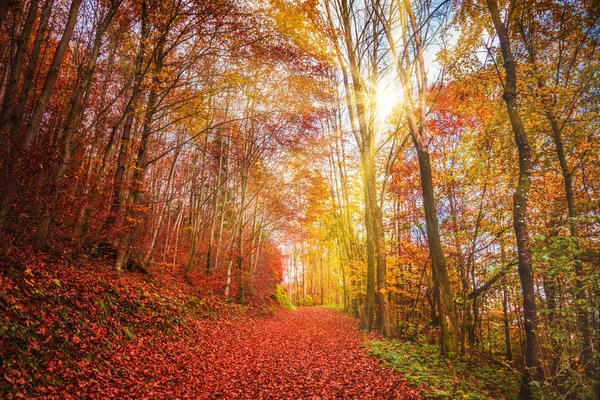 Güzel Turuncu Kızıl Sonbahar Ormanı — Stok fotoğraf