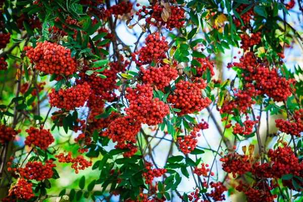 Rowan Branch Bunch Red Ripe Berries — Stock Photo, Image