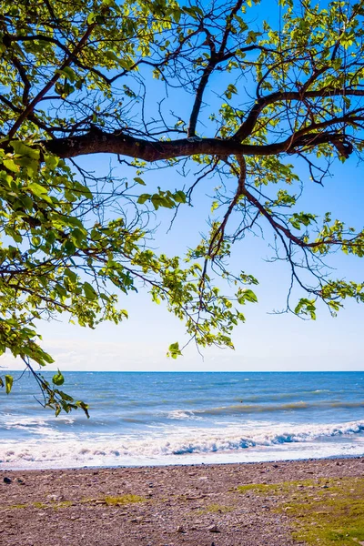 Boom Het Strand Zeegezicht Weergave — Stockfoto