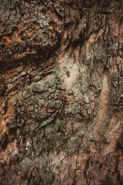 Consistenza Della Corteccia — Foto Stock