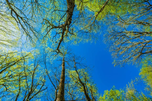 Widok Dołu Wysoki Starych Drzew Lesie Błękitne Niebo Tle — Zdjęcie stockowe