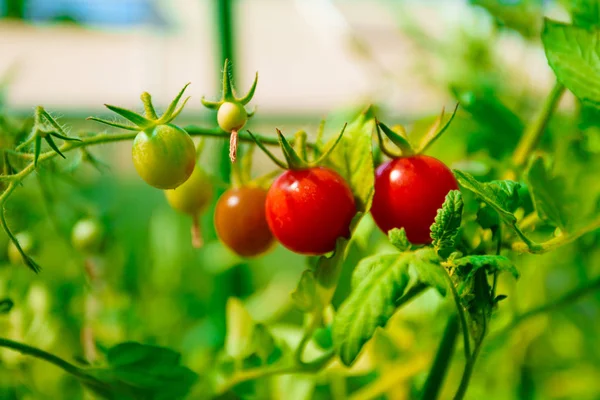 温室栽培トマト — ストック写真