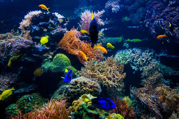 Aquarium Underwater Life Landscape — Stock Photo, Image