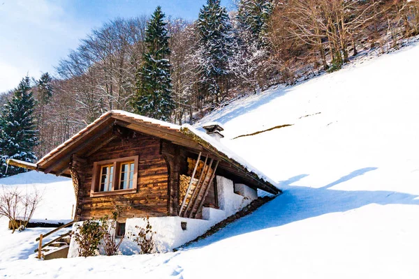 Winterlandschap Van Bos — Stockfoto