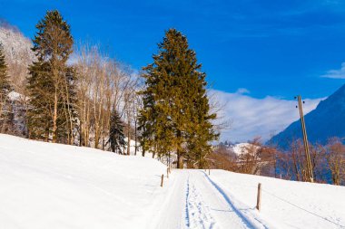 Kış manzarası. kaplı ağaçlar kar