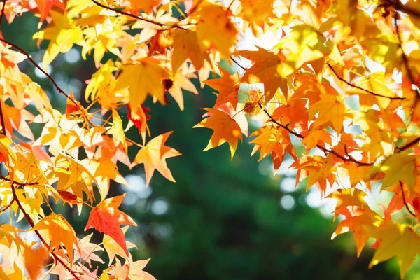 Folhas Outono Bordo Coloridas Bonitas — Fotografia de Stock