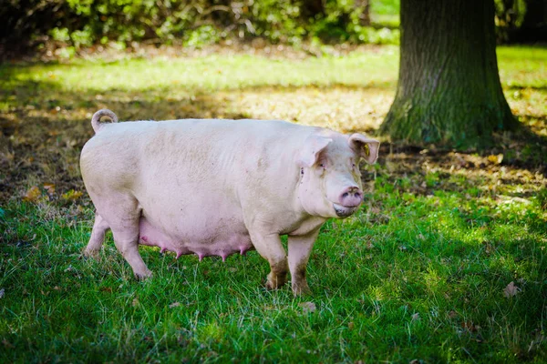 Varken Eet Gras Wei — Stockfoto