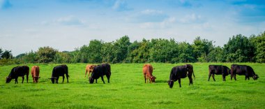 Otlak panorama inekleri Grup 