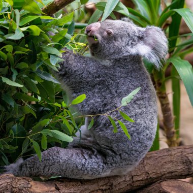 koala ayısı orman