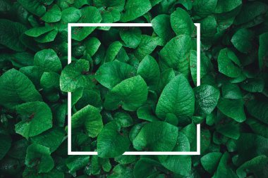 Çerçeve ile tropikal yeşil yaprakları arka plan