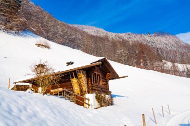 Kış manzarası. kaplı ağaçlar kar