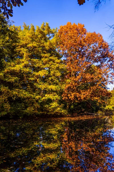 Farbenfrohe Herbstfarben Wald — Stockfoto