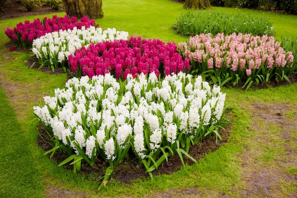 Farbenfroher Frühlingsgarten — Stockfoto