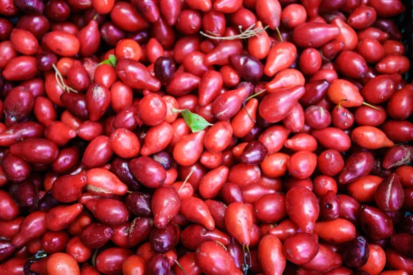 Frutto Cornus Bacche Corniolo — Foto Stock