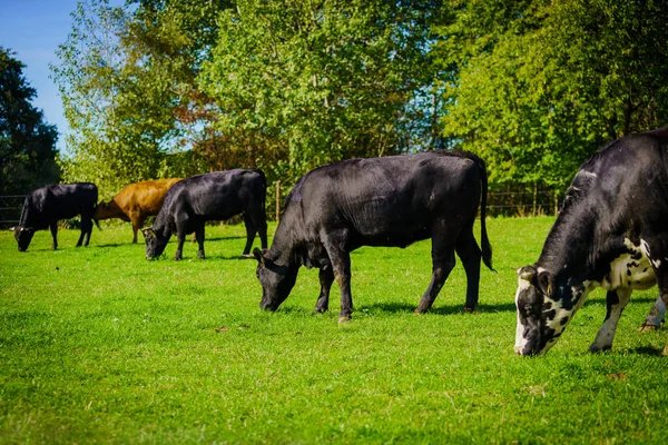 Koeien Een Groen Veld — Stockfoto