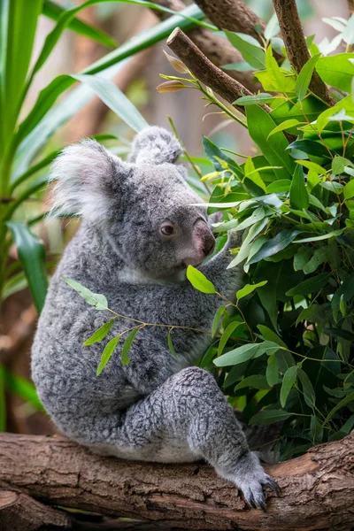 Koala Una Rama Eucalipto —  Fotos de Stock