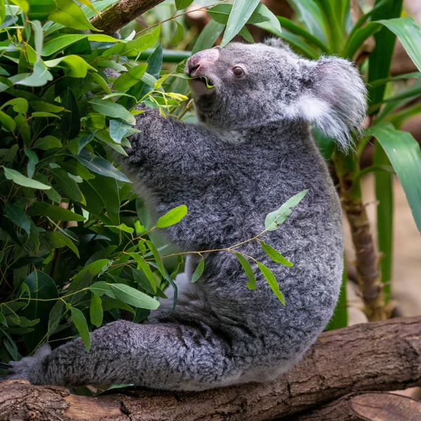 Oso Koala Bosque —  Fotos de Stock