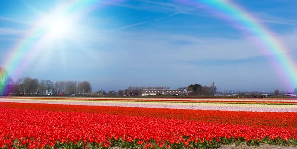 Champ Tulipes Champ Tulipes Contre Arc Ciel — Photo