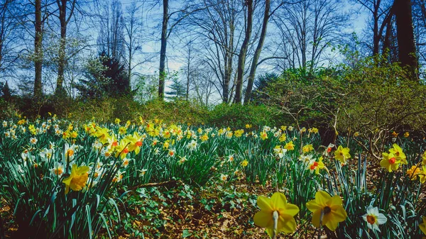 Narcisi Fioriti Primaverili Sfondo Floreale Naturale — Foto Stock