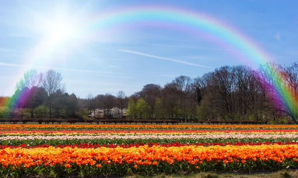 Pola Tulipanów Farm Colorful Tulip Tęcza Nad Polem Wiosna — Zdjęcie stockowe