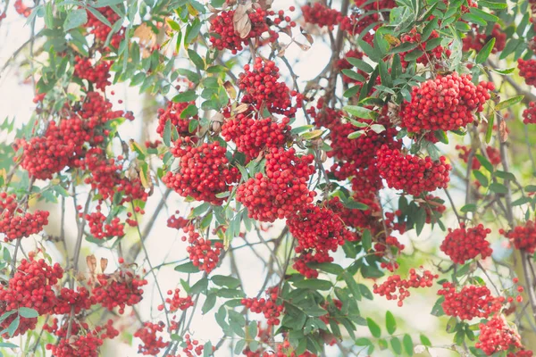 Ramo Rowan Com Monte Bagas Maduras Vermelhas — Fotografia de Stock