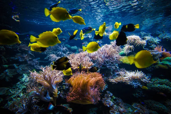 Paisaje Arrecife Coral Submarino Con Peces Colores —  Fotos de Stock