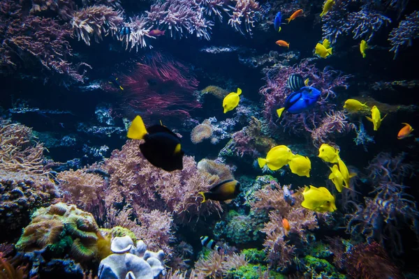 カラフルな魚とサンゴ礁の水中風景 — ストック写真